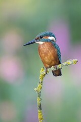 Young Kingfisher (Alcedo atthis), male, perched, Hesse, Germany, Europe