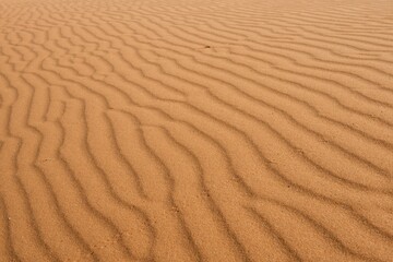 Structures in the sand, dune, Kalahari Desert, Namibia, Africa