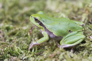 Tree frog (Hyla arborea) in moss, Rhineland-Palatinate, Germany, Europe