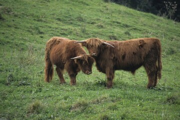Scottish beef cattle (Bos primigenius)