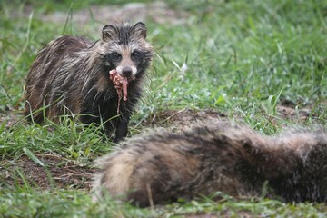 Raccoon Dog (Nyctereutes procyonoides) feeding on a dead badger