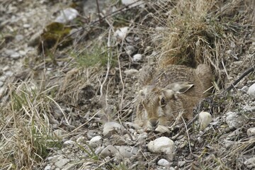 Hare (Lepus europaeus) hiding in a shallow depression, Bavaria, Germany, Europe
