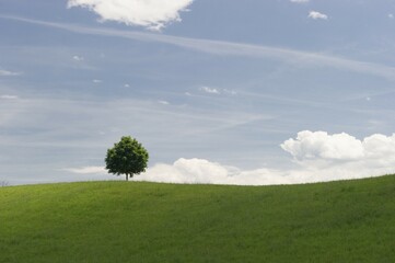 Tree on a meadow, Lake Lucerne, Canton of Lucerne, Switzerland, Europe
