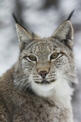 Eurasian lynx (Lynx lynx), portrait, captive, Arnsberger Wald, Sauerland, North Rhine-Westphalia, Germany, Europe