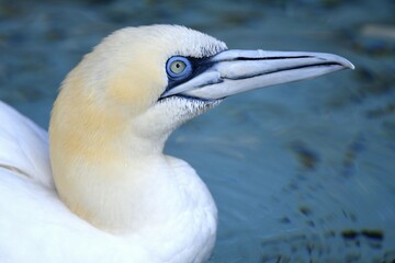 Northern gannet (Morus bassanus), animal portrait, captive, Germany, Europe