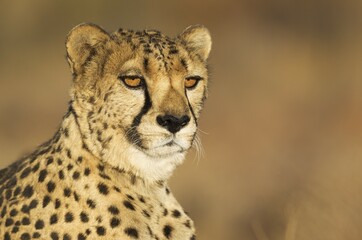 Cheetah (Acinonyx jubatus), male, animal portrait, captive, Namibia, Africa