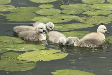 Mute swan (Cygnus olor) chicks in the water, Allgäu, Bavaria, Germany, Europe