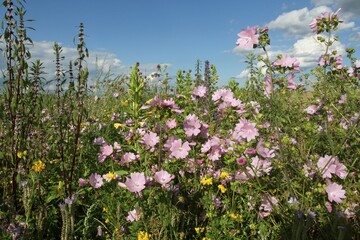 Flower meadow, Allgaeu, Bavaria, Germany, Europe
