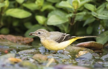 Grey wagtail (Motacilla cinerea), female, standing on stone in stream with food in beak, Hesse, Germany, Europe