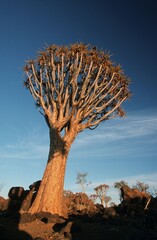 Quiver Tree, Keetmannshoop, Namibia (Aloe dichotoma)