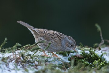 Dunnock or Hedge Sparrow (Prunella modularis), Emsland, Lower Saxony, Germany, Europe