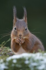 Red Squirrel (Sciurus vulgaris), Emsland, Lower Saxony, Germany, Europe