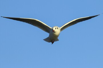 Black-headed gull (Chroicocephalus ridibundus) in flight, Lake Kemnade, Witten, North Rhine-Westphalia, Germany, Europe