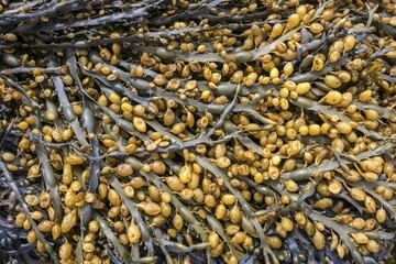Bladder wrack (Fucus vesiculosus) at low tide, West fjords, North urland vestra, Iceland, Europe