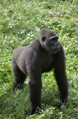 Western Lowland Gorilla (Gorilla gorilla), Cameroon, Central Africa, Africa