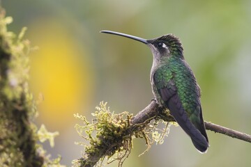 Magnificent Hummingbird (Eugene fulgens) perched on a branch, female, Los Quetzales National Park, Costa Rica, Central America