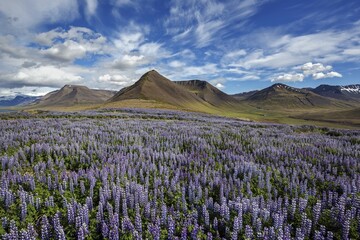 Naklejka premium Blue flowering Nootka lupins (Lupinus nootkatensis) in front of volcanic mountains, cloud formation. near Pingeyri, Westfjords, Iceland, Europe