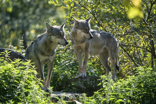 Two European Gray wolves (canis lupus) stand attentively in the bushes, captive, France, Europe