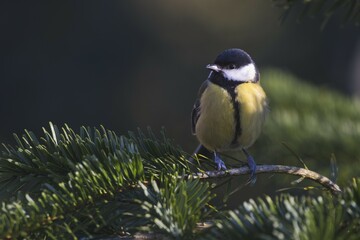 Great tit (Parus major), sits on a branch of a fir tree, Emsland, Lower Saxony, Germany, Europe