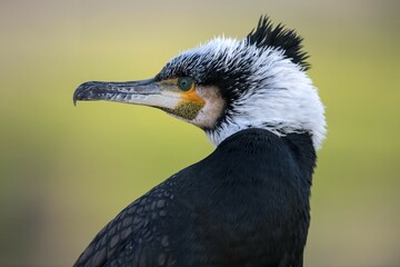 Great cormorant (Phalacrocorax carbo) in winter dress, animal portrait, Baden-Württemberg, Germany, Europe