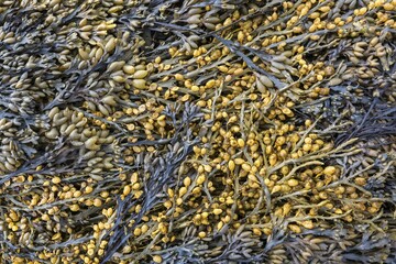 Bladder wrack (Fucus vesiculosus) at low tide, West fjords, North urland vestra, Iceland, Europe
