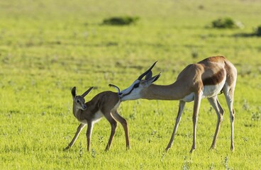 Springboks (Antidorcas marsupialis), ewe cleans newborn lamb, during the rainy season in green surroundings, Kalahari Desert, Kgalagadi Transfrontier Park, South Africa, Africa