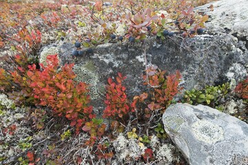 Stones covered with Blueberries (Vaccinium) and lichens, Dovrefjell-Sundalsfjella National Park,...
