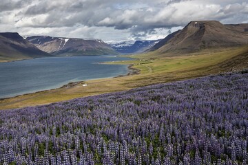 Obraz premium View of fjord landscape, blue flowering Nootka lupins (Lupinus nootkatensis) in front, near Pingeyri, Westfjorde, Iceland, Europe