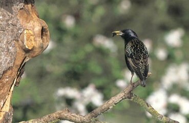 Common Starling (Sturnus vulgaris) with food at tree hollow, Allgaeu, Germany, Europe