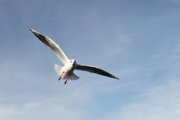Black-headed gull (Larus ridibundus), in non-breeding plumage, in flight, Bavaria, Germany, Europe