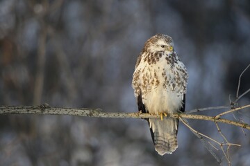 Buzzard (Buteo buteo), light, almost white color morph, Allgäu, Bavaria, Germany, Europe