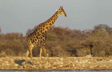South African giraffe (Giraffa camelopardalis giraffa), handsome male at waterhole, evening light, Etosha National Park, Namibia, Africa