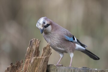 Jay (Garrulus glandarius), Germany, Europe