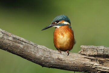 Kingfisher (Alcedo atthis), adult male, perched, Middle Elbe Biosphere Reserve, Saxony-Anhalt, Germany, Europe