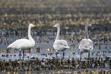 Whooper swans (Cygnus cygnus) stand on harvested cornfield, Emsland, Lower Saxony, Germany, Europe