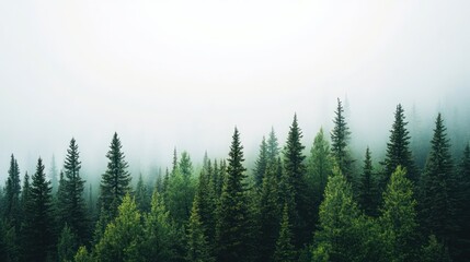 Misty mountain forest with evergreen trees.