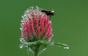 Flesh-fly on Red Clover, Baden-Wurttemberg, Germany / (Trifolium pratense), (Sarcophaga carnaria)
