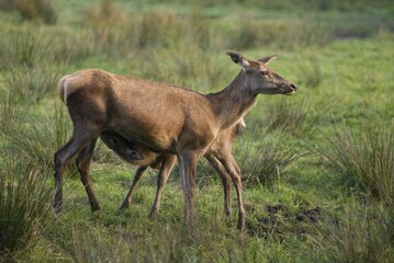 Red Deers (Cervus elaphus), female with suckling young, enclosure