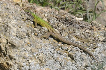 European Green Lizard (Lacerta viridis)