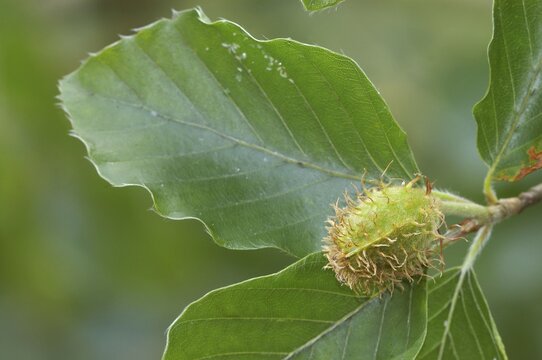 Beech, beechnut and leaves in spring, North Rhine-Westphalia, Germany (Fagus sylvatica)