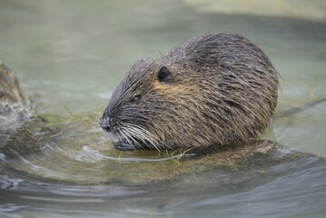 Nutria (Myocastor coypus), captive, Bavaria, Germany, Europe