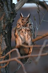 Long-eared Owl (Asio otus), Burgenland, Austria, Europe