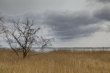 Bodstedter Bodden lagoon, between Born and Wieck, Darss, Mecklenburg-Western Pomerania, Germany, Europe