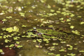 Green frog (Pelophylax esculentus) in the water between duckweeds, Nature Park Peental, Mecklenburg-Western Pomerania, Germany, Europe