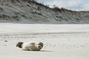 Harbor seal (Phoca vitulina) on the beach of Langeoog, East Frisia, Lower Saxony, Germany, Europe © Erhard Nerger/imageBROKER