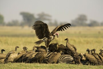 Lappet-faced Vulture (Torgos tracheliotus), just landed at the carcass of a Burchell's Zebra (Equus quagga burchelli) and White-backed Vultures (Gyps africanus), Chobe National Park, Botswana, Africa