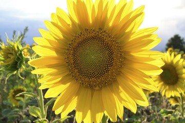 Obraz premium Sunflower (Helianthus), sunflower field, North Rhine-Westphalia, Germany, Europe