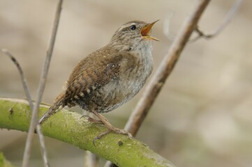 Wren (Troglodytes troglodytes)