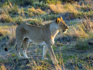 Lioness (Panthera leo) in morning light, Ongaya Game Reserve, Outja, Namibia, Africa