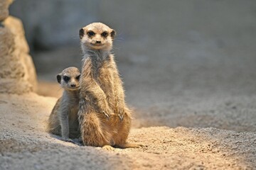 Fototapeta premium Meerkats or suricates (Suricata suricatta), juvenile, 13 weeks, peeking anxiously from behind older animal, captive
